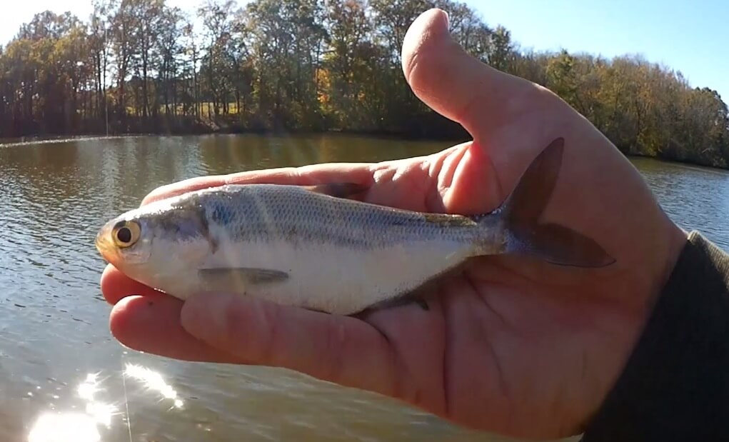 Fishing for Bass and Bait Catching Big Shad and Small Bass from Shore - Realistic Fishing