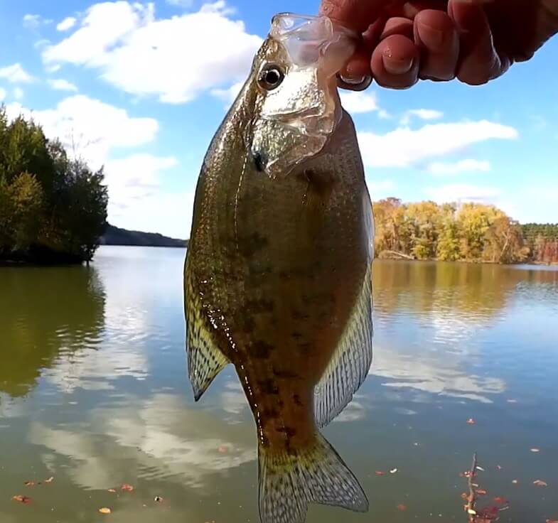 Fishing for Crappie Bass and Bluegill with Live Bait Minnows - Realistic Fishing