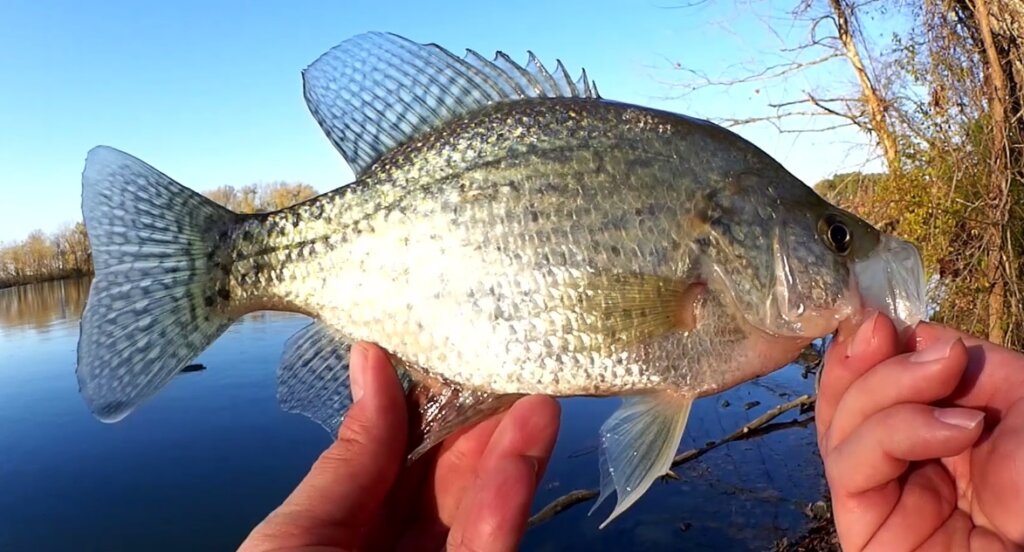 Fishing with a Mini Trout Magnet Can I Catch a Crappie - Realistic Fishing