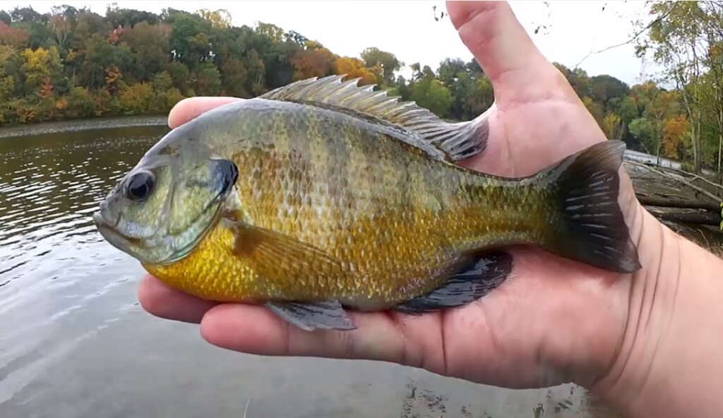 Float Fishing for Big Fall Bluegill Easy Fishing Anyone Can Try - Realistic Fishing