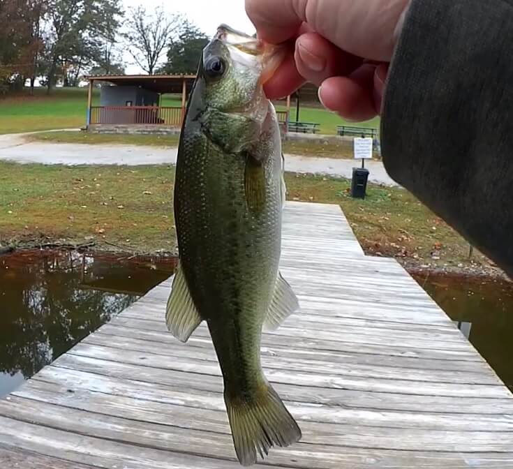 I Hate When I catch These Realistic Fall Bass Fishing with Jerkbait - Realistic Fishing