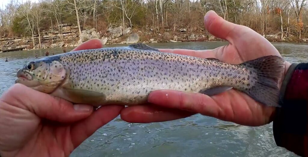 Trout Fishing Below a Spillway Which Bait Catches More Dam Trout - Realistic Fishing