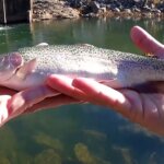 Trout Fishing Can I catch Trout at a NEW Spillway on Power Eggs - Realistic Fishing