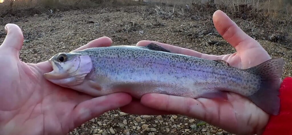 Trout Fishing in a new Creek Finding New Fishing Spots for Trout - Realistic Fishing