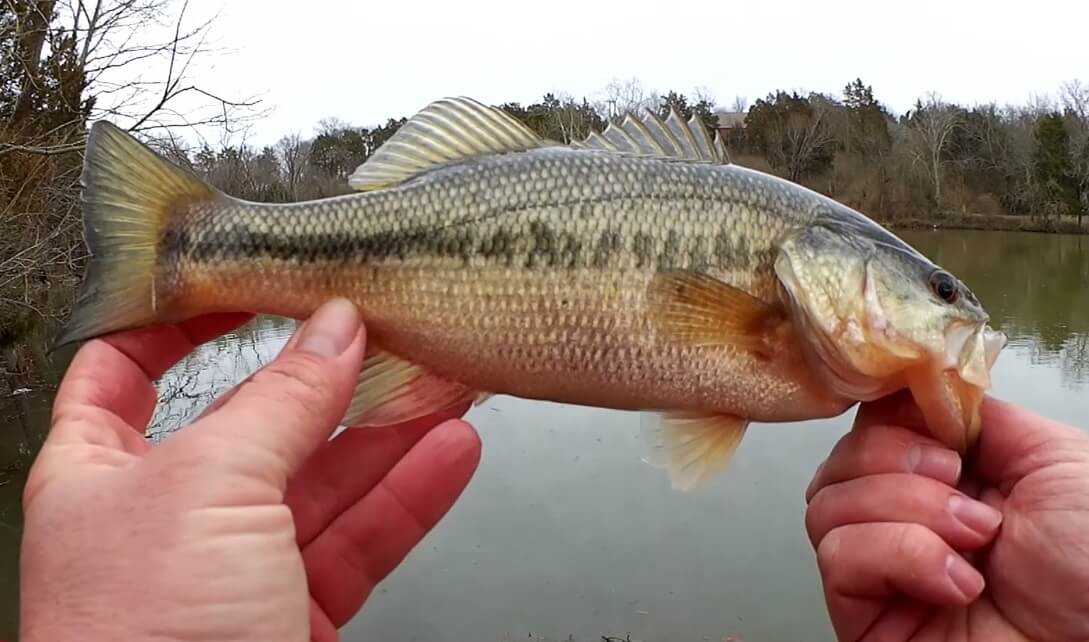 Bass Fishing with a Spinner Catching Bass in Shallow Water - Realistic Fishing