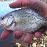 Deep Water Crappie and Bluegill Fishing from the Bank - Realistic Fishing