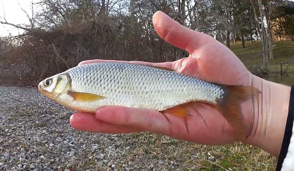 Fishing at Public Parks NOW is a Good Time to Start Fishing - Realistic Fishing