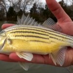 Fishing for a Different Kind of Bass Yellow Bass at Skeletor Park - Realistic Fishing