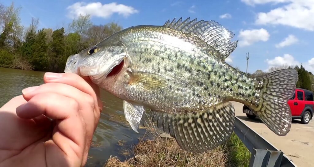 Big Crappie and Bluegill Fishing From the Bank Big Panfish Slam - Realistic Fishing