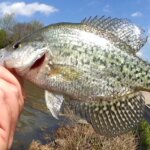 Big Crappie and Bluegill Fishing From the Bank Big Panfish Slam - Realistic Fishing