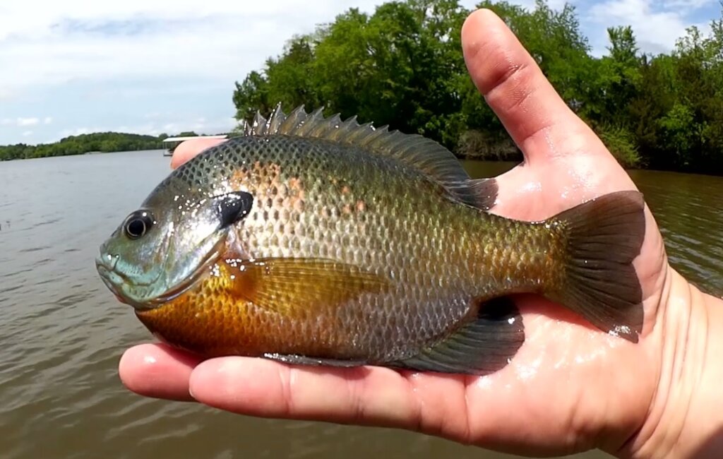 GULP Minnow vs GULP Worm Beginner Friendly Baits for Bank Fishing - Realistic Fishing