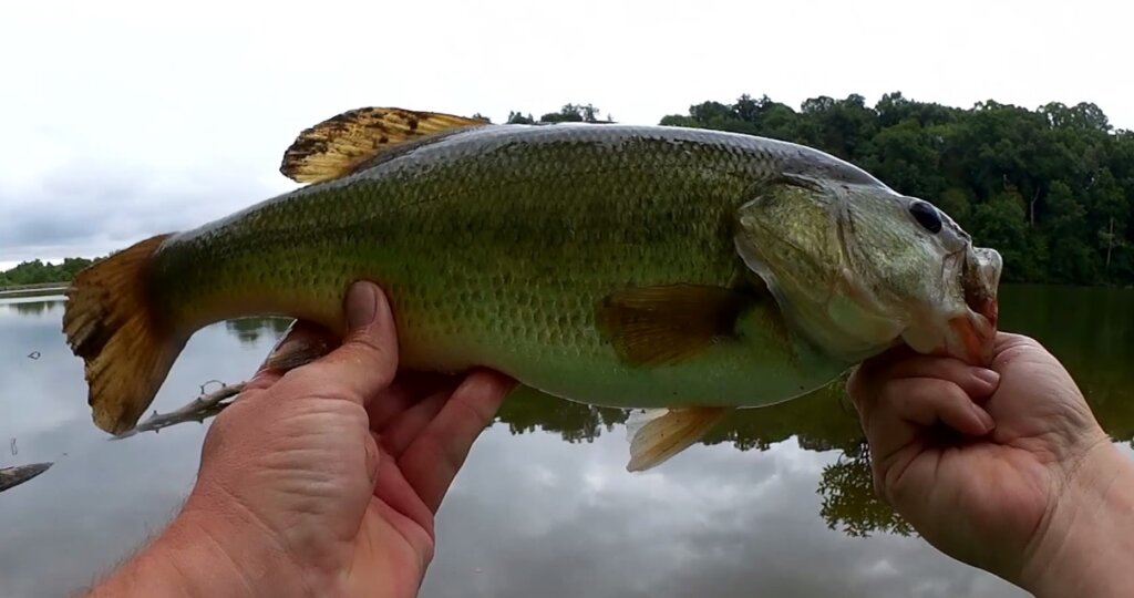 Bank Fishing for Bluegill and Bass With a Float Rig Tiny Texas Rig - Realistic Fishing