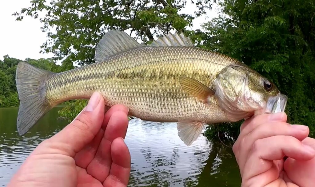 Finesse Bass Fishing with a Plastic Worm Realistic Worm Texas Rig - Realistic Fishing