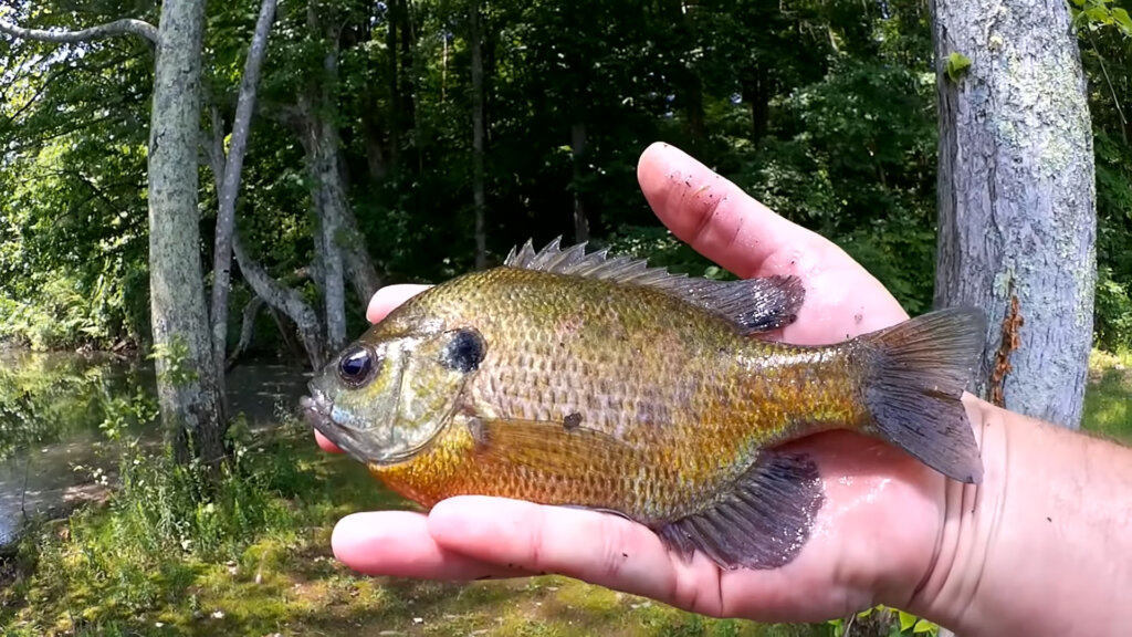 How to Catch Big Bluegill when its HOT Easy Bank Fishing Tips - Realistic Fishing