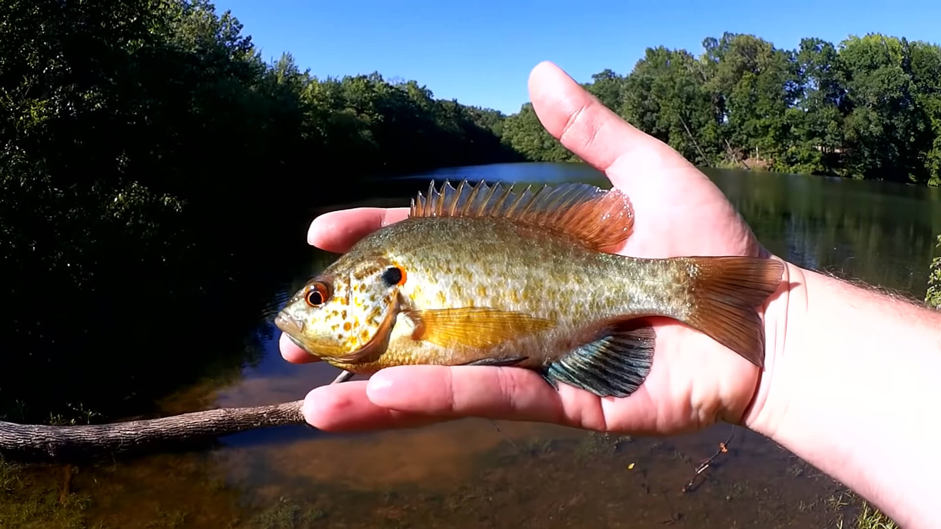 Now is Good Time to Fish For Bluegill Realistic Fishing Panfish Rig - Realistic Fishing