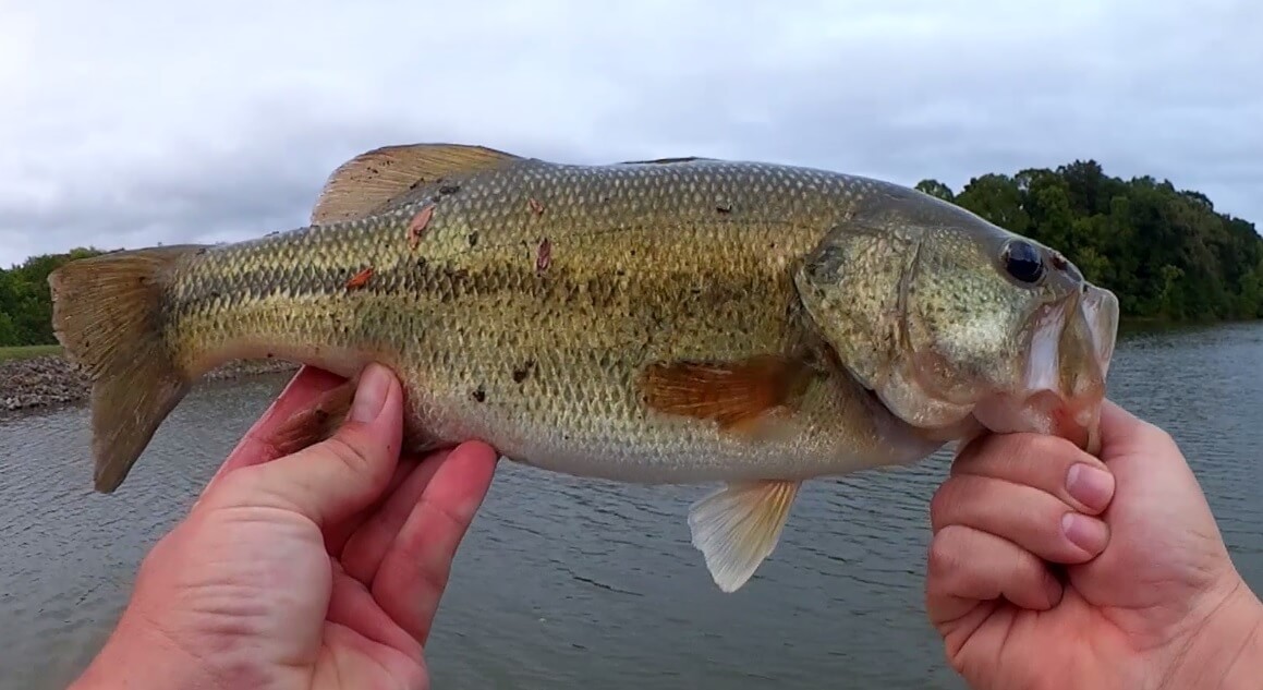 Realistic Bass Fishing with Cheap Lures from Walmart Texas Rig Craw - Realistic Fishing