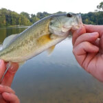 Realistic Bass Fishing from the Bank - Realistic Fishing