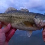 Realistic Bass Fishing with Topwater Lures Best Time To Catch Bass - Realistic Fishing