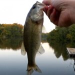 Morning Topwater Bass Fishing Fishing With a Crankbait Popper Hybrid - Realistic Fishing