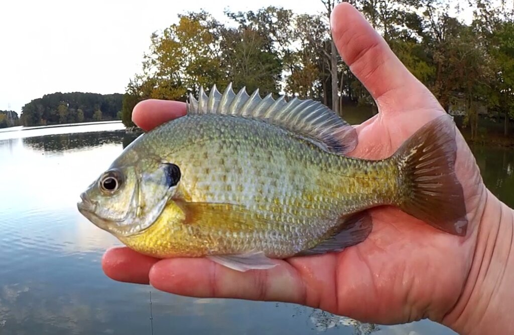 Realistic Fishing for Bluegill Bank Fishing with a Float Rig - Realistic Fishing