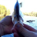 Float Fishing for Crappie and Bluegill from the Bank - Realistic Fishing