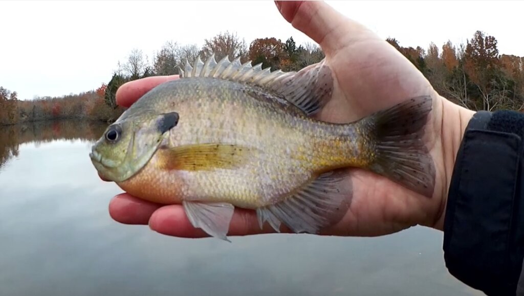 Gulp Minnows vs Live Worms Which Bait Will Catch More Fish - Realistic Fishing