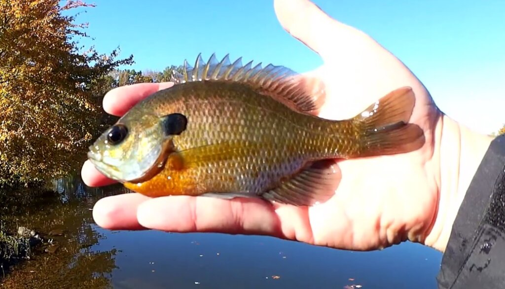 How to Catch Panfish the Easy Way Fishing Open Water When Its Cold - Realistic Fishing