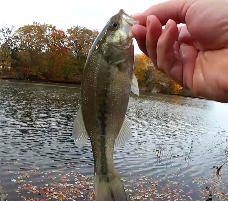 Realistic Bass Fishing with a Jerkbait and Finding Bass Lures in Trees - Realistic Fishing