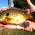 Finding Fish at a NEW Fishing Spot Bank Fishing at a Public Park - Realistic Fishing