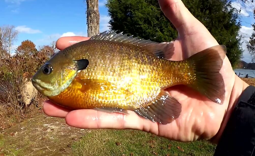 Finding Fish at a NEW Fishing Spot Bank Fishing at a Public Park - Realistic Fishing