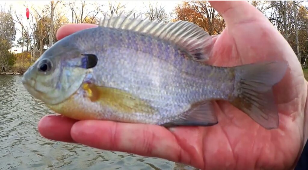 Fishing at the Log vs Boat Ramp Cold Water Fish are Still Biting - Realistic Fishing