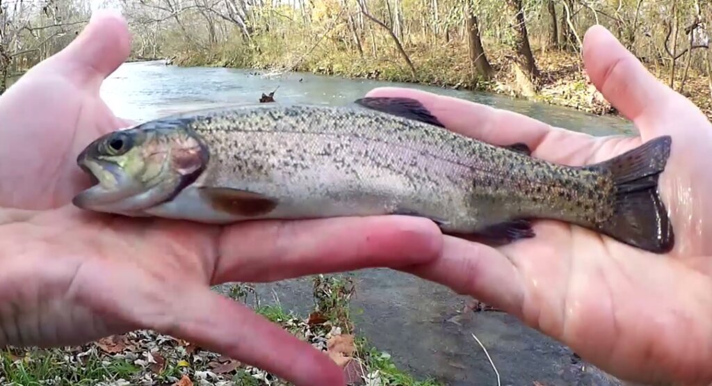 My First Stocked Trout of the Season Trout Fishing at a New Location - Realistic Fishing