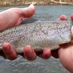 Fishing With Bait I Found on the GROUND! Trout Fishing Challenge