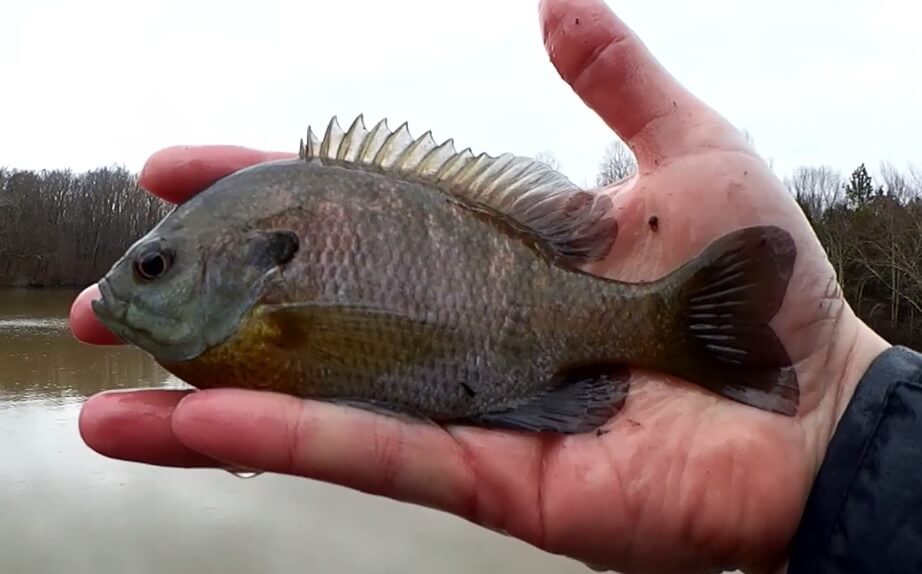 Do Fish Like Rain Bluegill Fishing with Nightcrawlers on a Rainy Day - Realistic Fishing