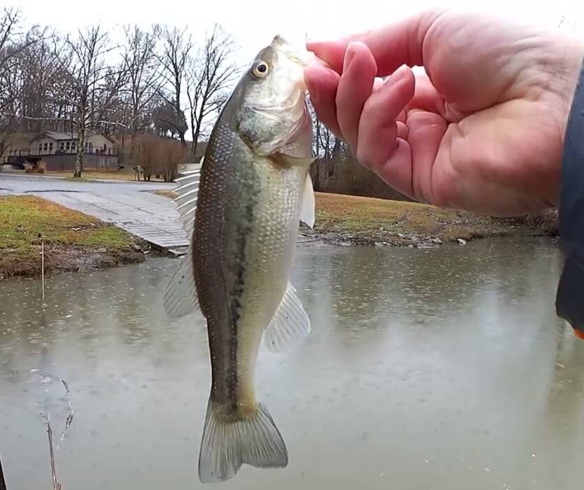 Early Spring Bass Fishing When Do the Bass Show Up at the Bank - Realistic Fishing