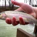 Roadside Trout Fishing in a Creek Trout Fishing at a Public Spillway - Realistic Fishing