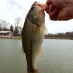 The Bass are Getting Bigger How to Catch Spring Bass in Shallow Water - Realistic Fishing