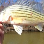 Where and When to Catch Yellow Bass Early Spring Fishing with Minnows - Realistic Fishing