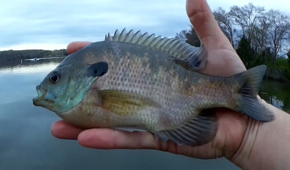 Biggest Bluegill of the Year Realistic Fishing for Bluegill in Rain - Realistic Fishing