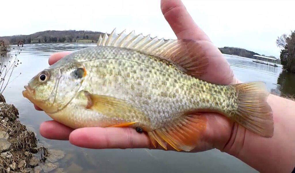 Crappie Nibbles vs Gulp Minnow Which Bait Will Catch More Fish Big Shellcracker - Realistic Fishing