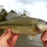 Fishing for Spring Bass and Bluegill Flicker Shad Gulp on a 10 Dollar Ozark Trail Spinning Combo from Walmart - Realistic Fishing