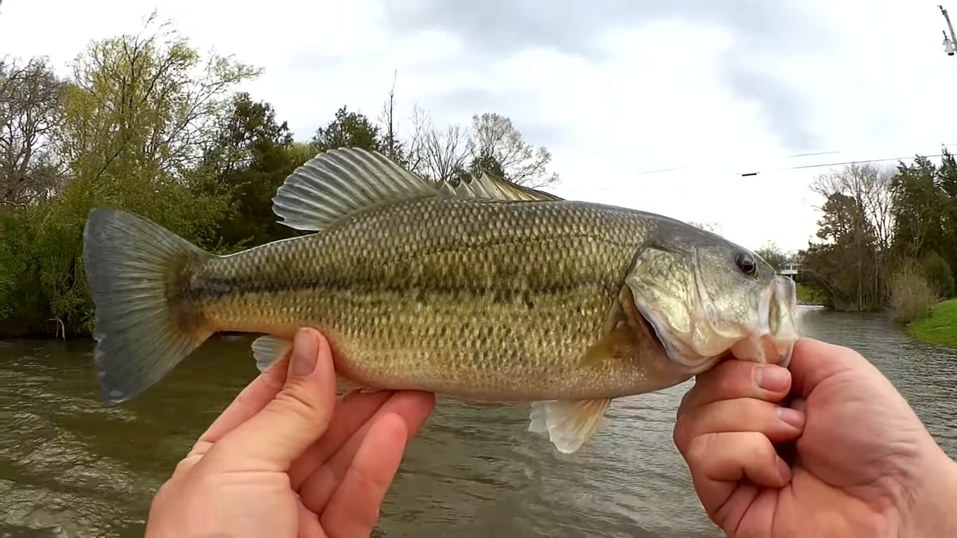 Fishing for Spring Bass and Bluegill Flicker Shad Gulp on a 10 Dollar Ozark Trail Spinning Combo from Walmart - Realistic Fishing