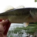 Bass Fishing With a 30 Walmart Baitcaster in Terrible Conditions - Realistic Fishing