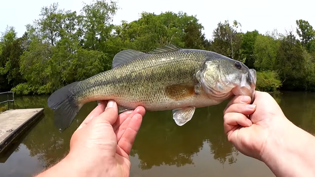 First Time Fishing With a New Baitcaster 30 Walmart Baitcaster Combo 1 - Realistic Fishing