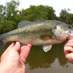 First Time Fishing With a New Baitcaster 30 Walmart Baitcaster Combo 1 - Realistic Fishing