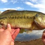 Swimbait Bass Fishing With the Cheapest Fishing Combo at Walmart - Realistic Fishing