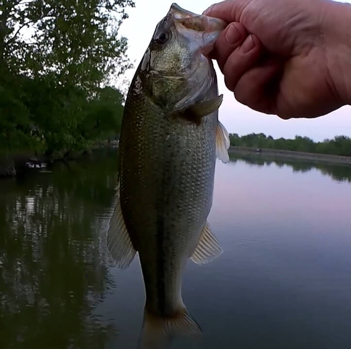 Venom Lures Mighty Mite Saves The Day Ned Rig Hellgrammite for Bass - Realistic Fishing