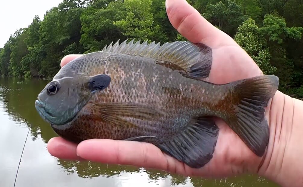 Fishing for Big Bluegill in a BOAT Spring Bluegill Fishing with i fish - Realistic Fishing