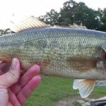 GO TO Bass Fishing Rig When Its HOT Try Bass Fishing With a Texas Rig - Realistic Fishing