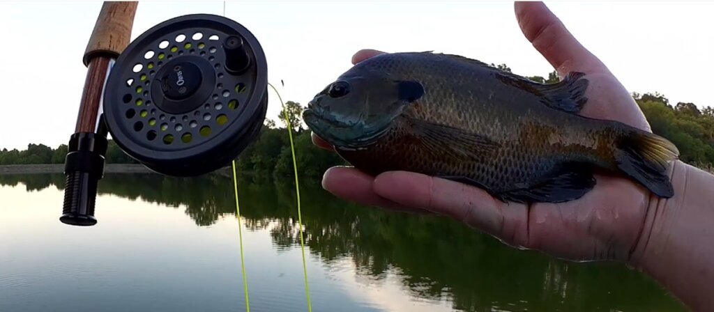 Beginner Fly Fishing Fly Fishing for Bluegill From a Dock - Realistic Fishing